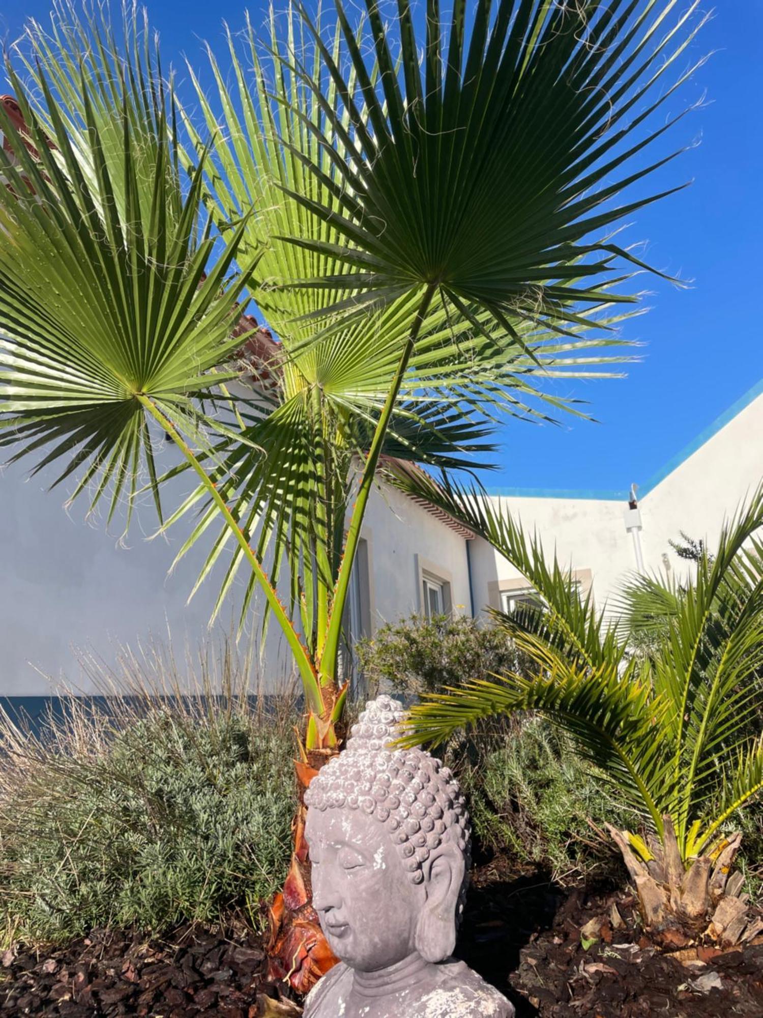 Joia Da Casa Villa Sobral  Buitenkant foto